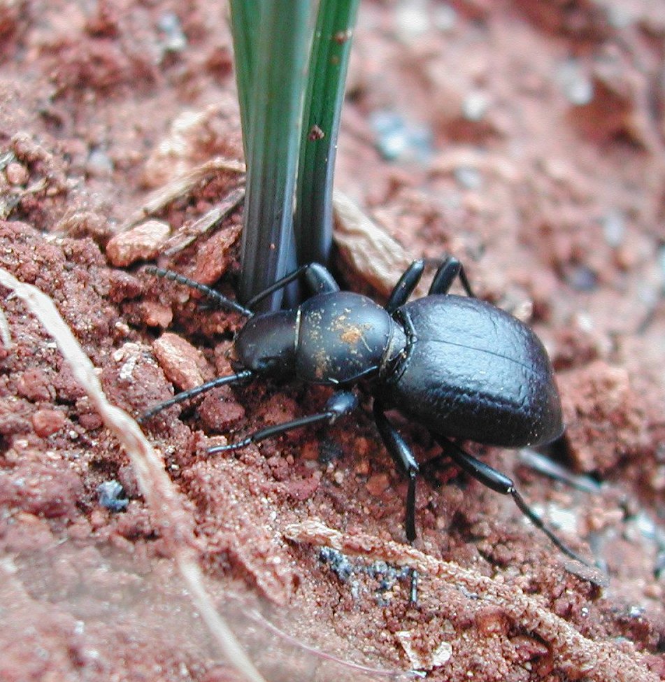 Coleoptera da Malta - Tentyria laevigata leachi